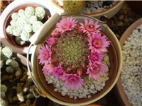 d3da34b0-Picture 4164.jpg